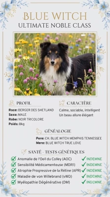 Chiot N°4 - Shetland Sheepdog