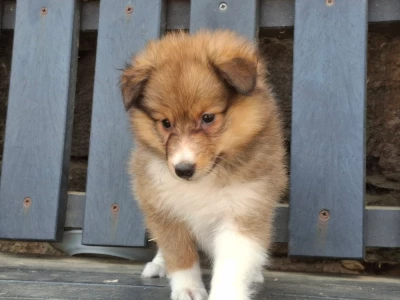 Les chiots de Shetland Sheepdog