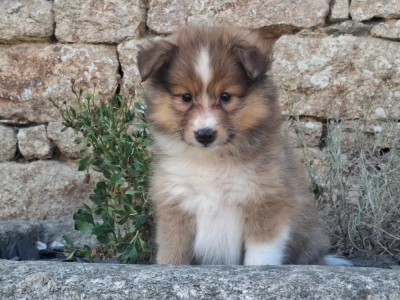 Les chiots de Shetland Sheepdog