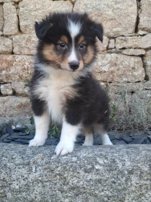 Les chiots de Shetland Sheepdog