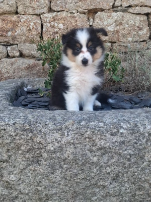 Les chiots de Shetland Sheepdog