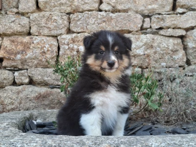 Les chiots de Shetland Sheepdog