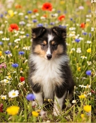 Les chiots de Shetland Sheepdog