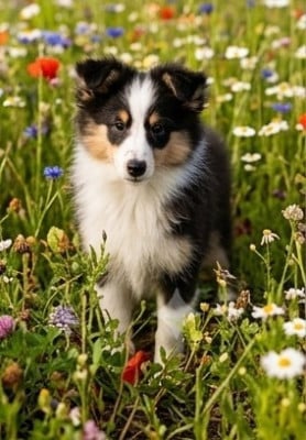 Les chiots de Shetland Sheepdog