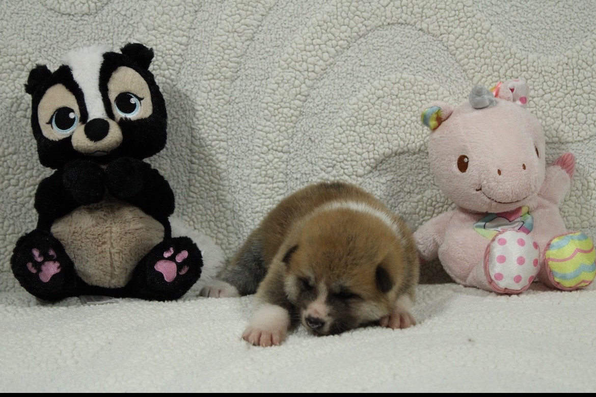 Chiot N°3 - Akita