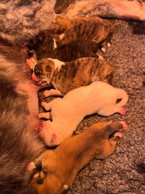 Les chiots de Akita