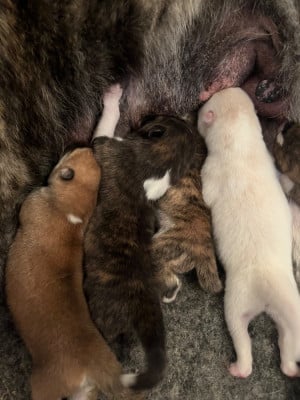 Les chiots de Akita