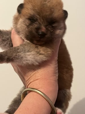 Les chiots de Akita