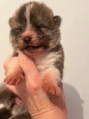 Les chiots de Akita