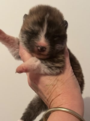 Les chiots de Akita