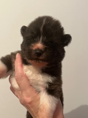 Les chiots de Akita