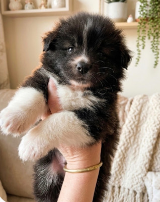 Les chiots de Akita