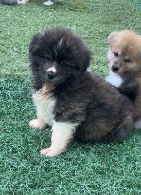 Les chiots de Akita