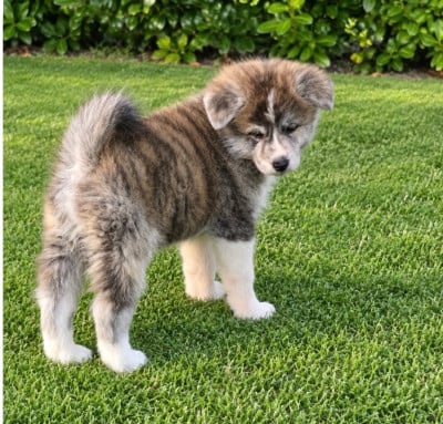 Les chiots de Akita