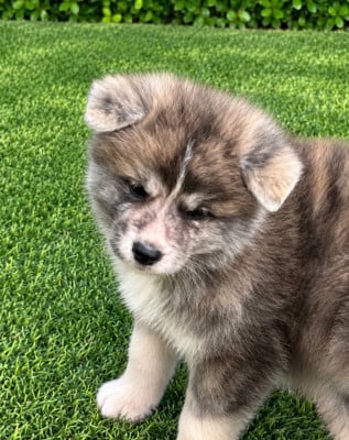 Les chiots de Akita