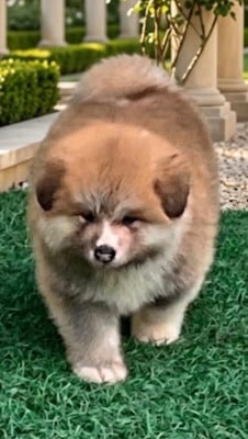 Les chiots de Akita