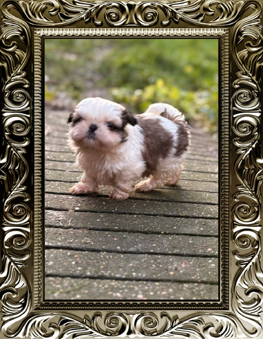 CHIOT 3 - Shih Tzu