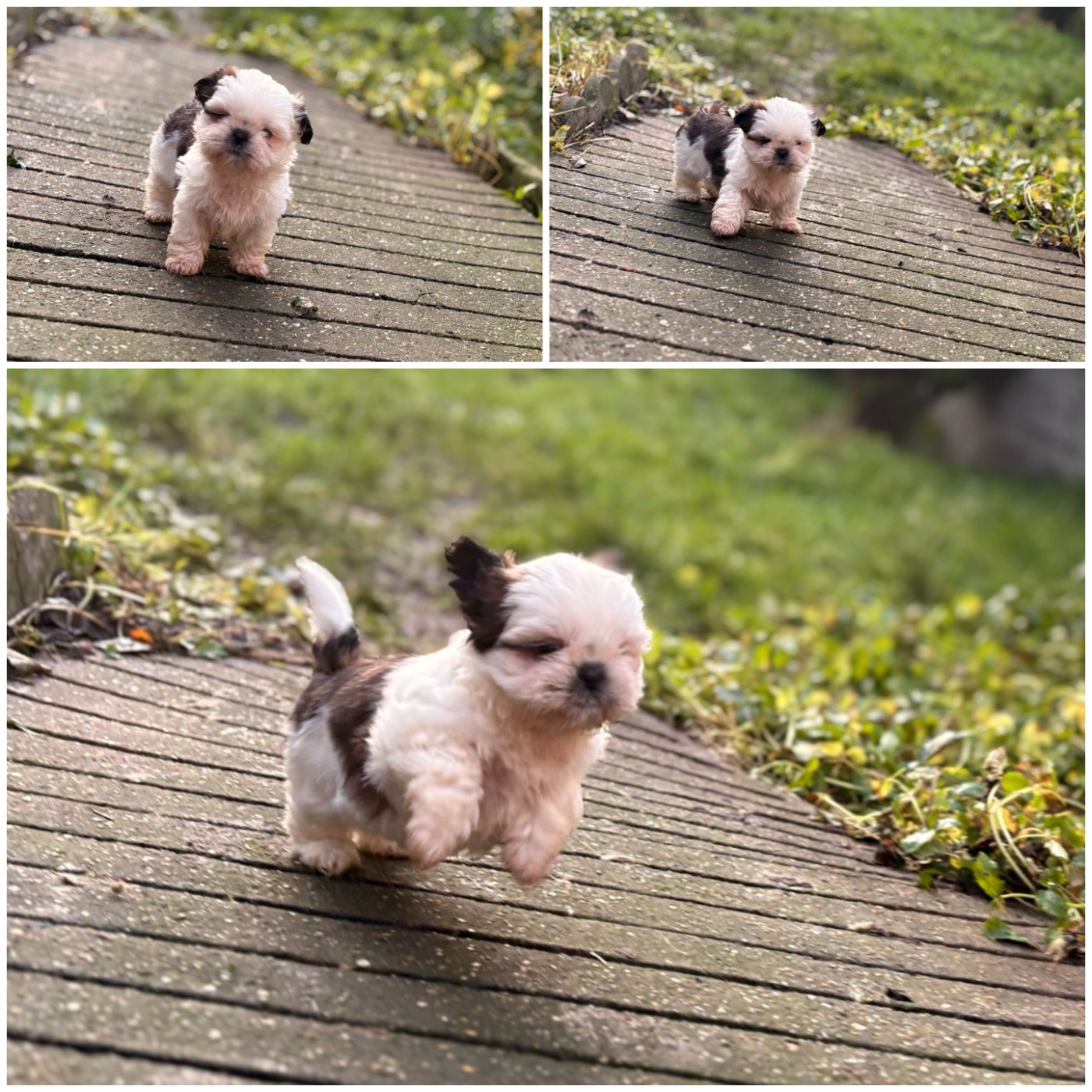 CHIOT 4 - Shih Tzu