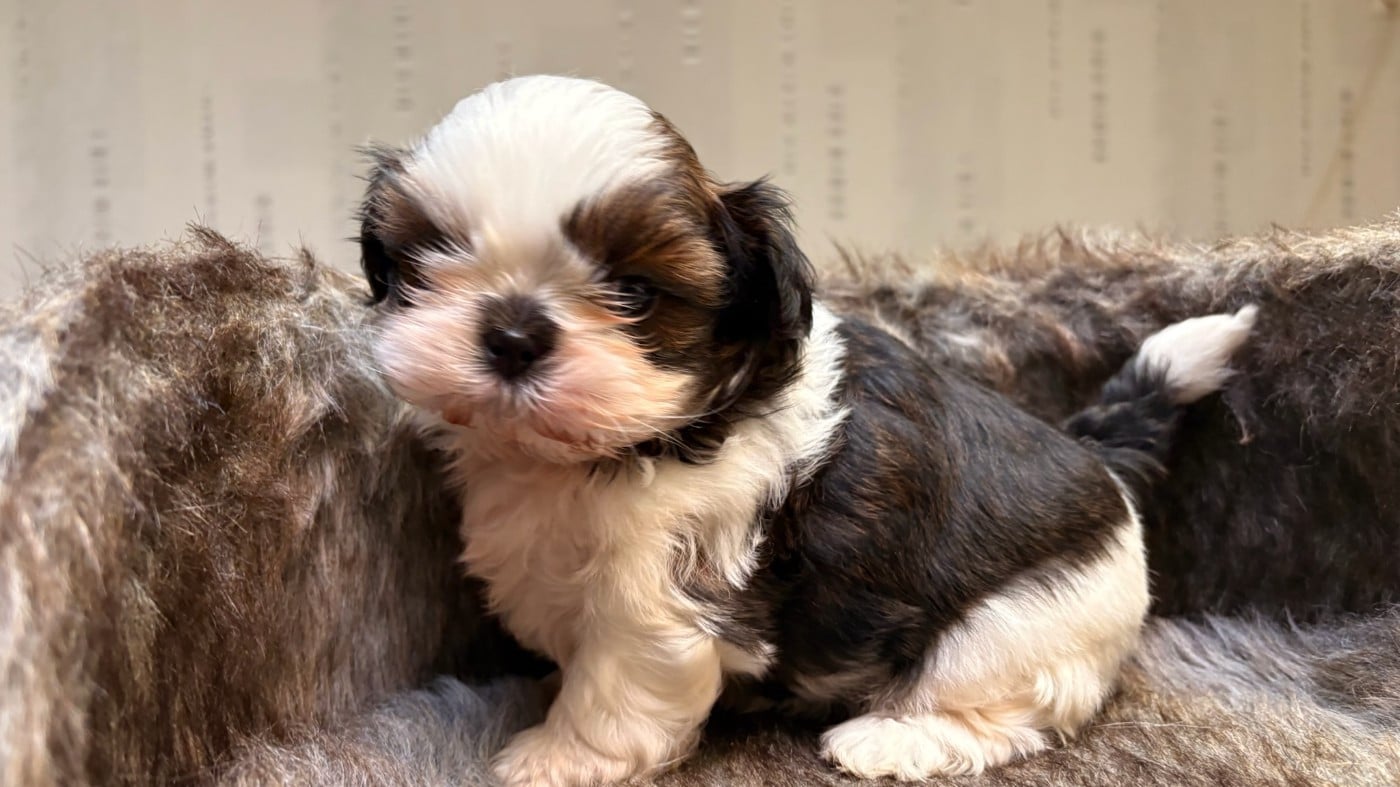 CHIOT 5 - Shih Tzu