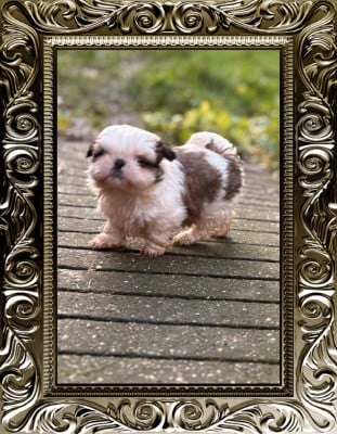 CHIOT 3 - Shih Tzu