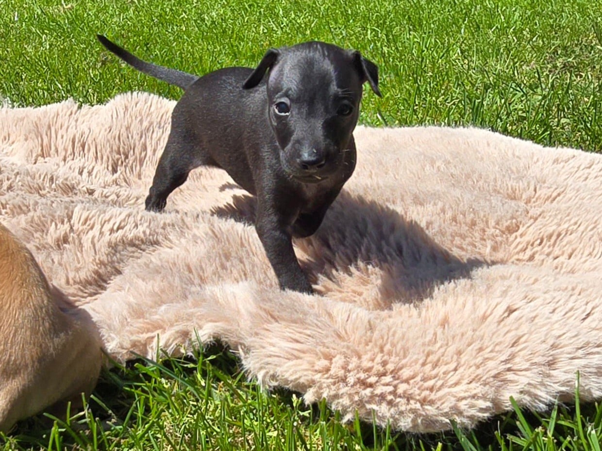 Chiot N°2 - Petit Levrier Italien