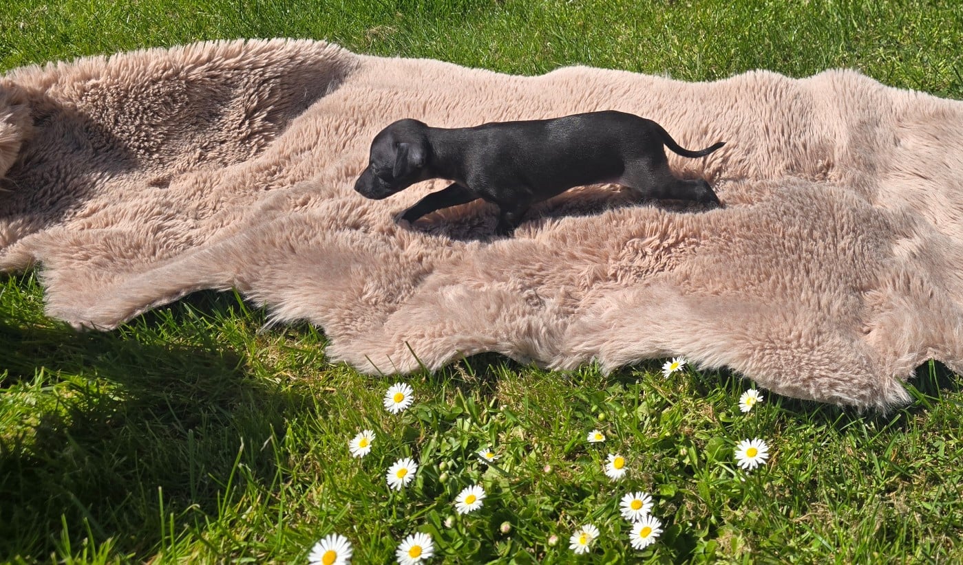 Chiot N°4 - Petit Levrier Italien