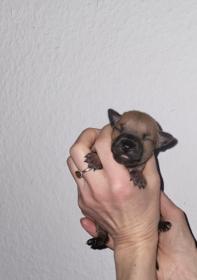 Les chiots de Petit Levrier Italien