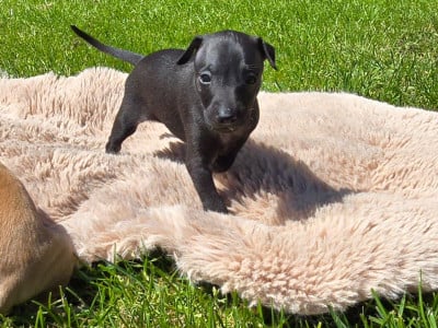 Les chiots de Petit Levrier Italien