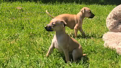 Les chiots de Petit Levrier Italien