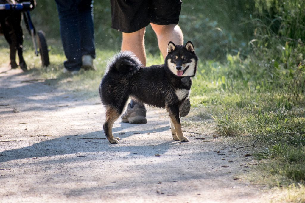 Ponyo No Maneki Kitsune - 2ème excellent