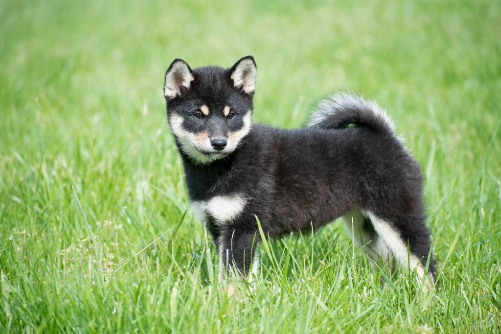 Ponyo No Maneki Kitsune - Très prometteur