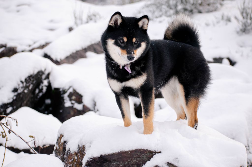 Ponyo No Maneki Kitsune - 1er exc - CACS - Meilleure de sexe opposé