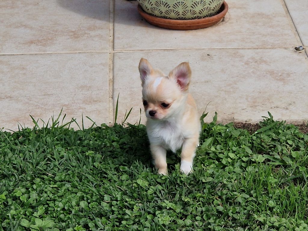 Alie Du royaume des hauts champenois