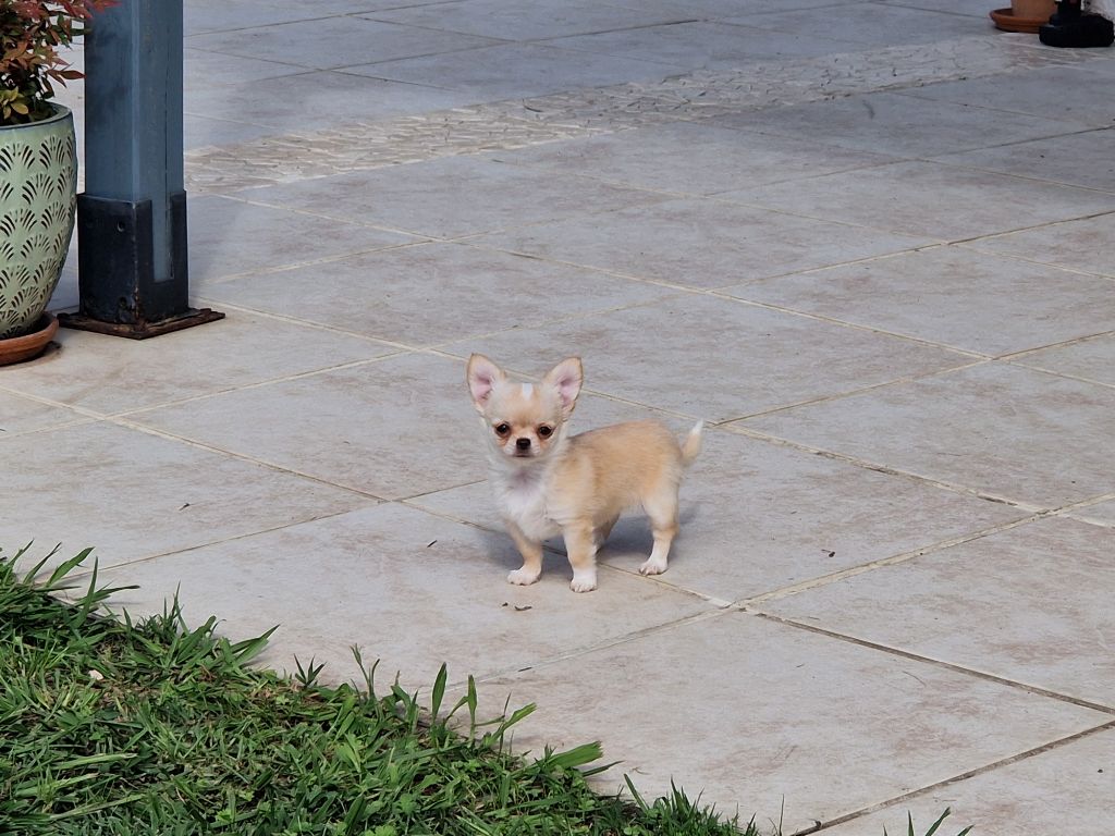 Alie Du royaume des hauts champenois