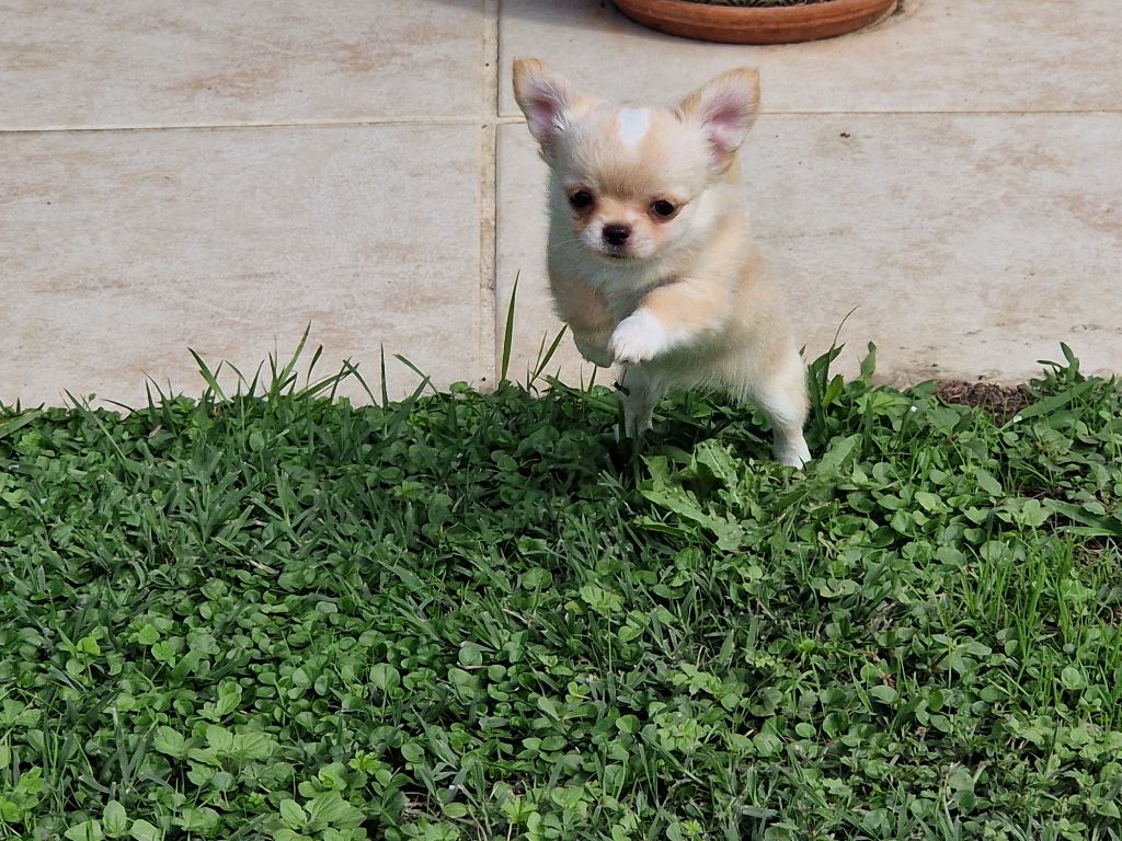 Alie Du royaume des hauts champenois