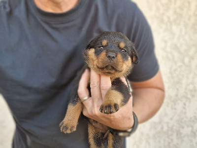Les chiots de Rottweiler