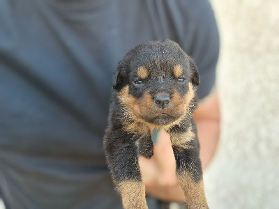 Les chiots de Rottweiler