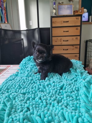 Les chiots de Chihuahua