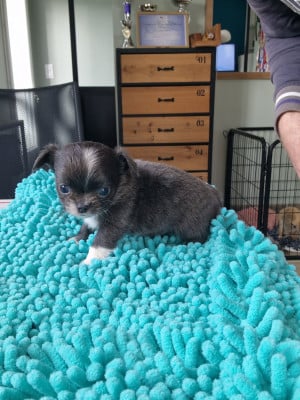 Les chiots de Chihuahua