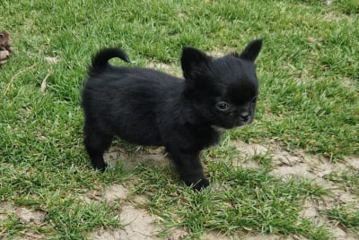 Les chiots de Chihuahua
