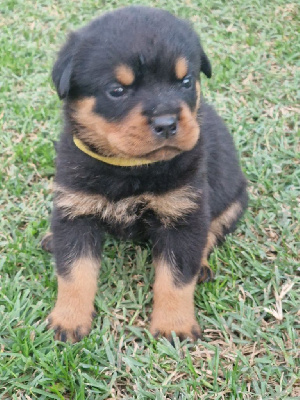 Les chiots de Rottweiler