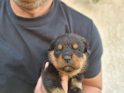 Les chiots de Rottweiler