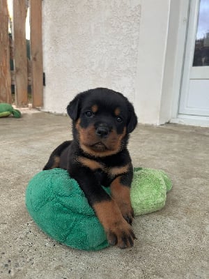 Les chiots de Rottweiler