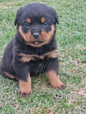 Les chiots de Rottweiler