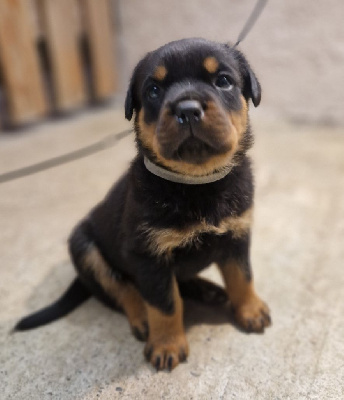 Les chiots de Rottweiler