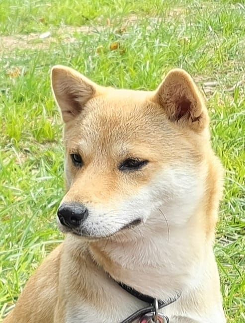 Publication : des Anges de Moissy Auteur : ML