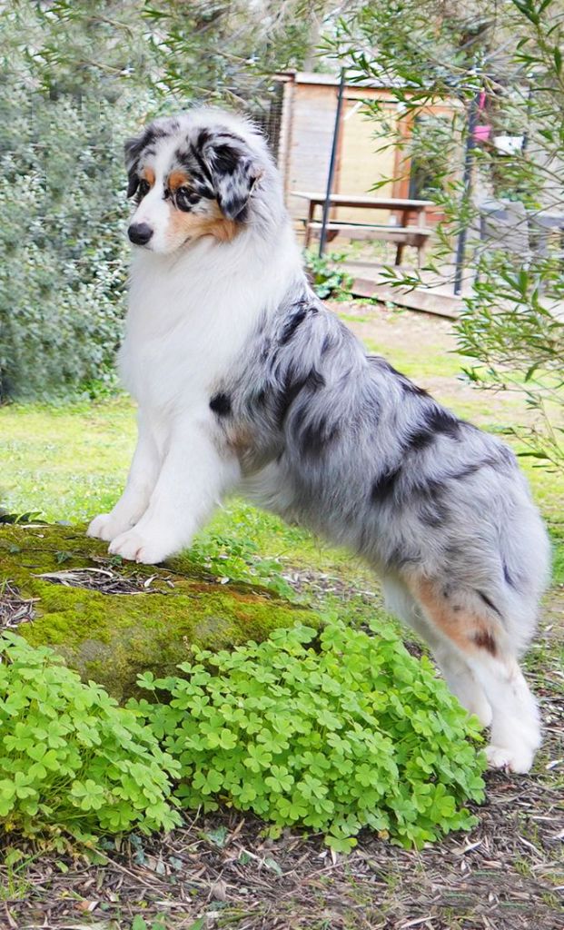 CH. Various shade or grey Of Blue Rimrock