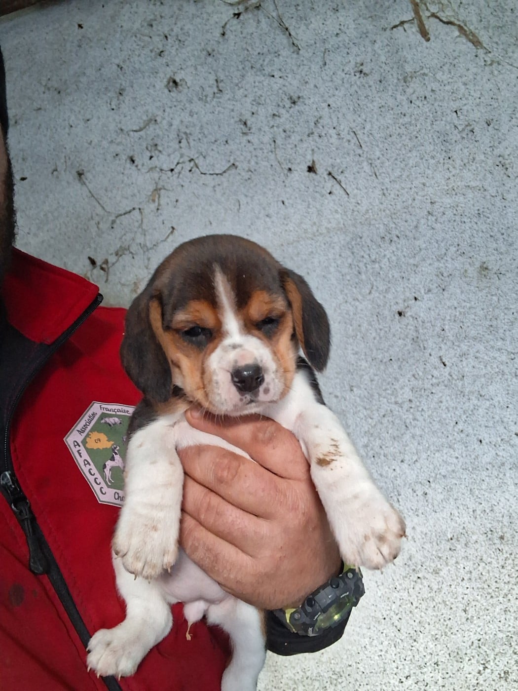 CHIOT 1 - Beagle