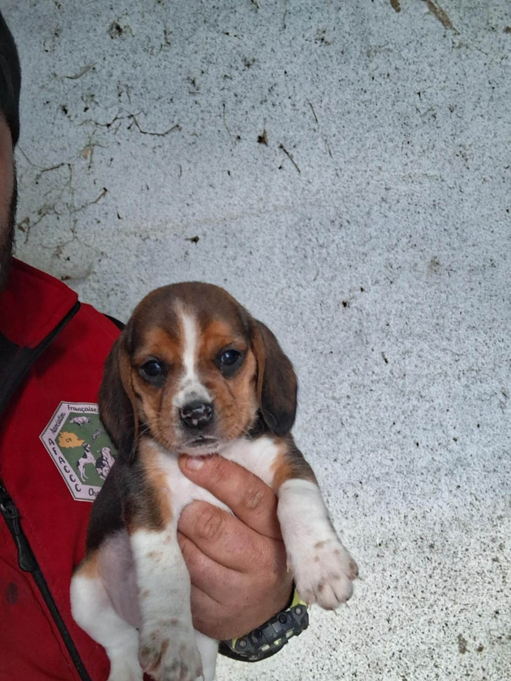 CHIOT 2 - Beagle