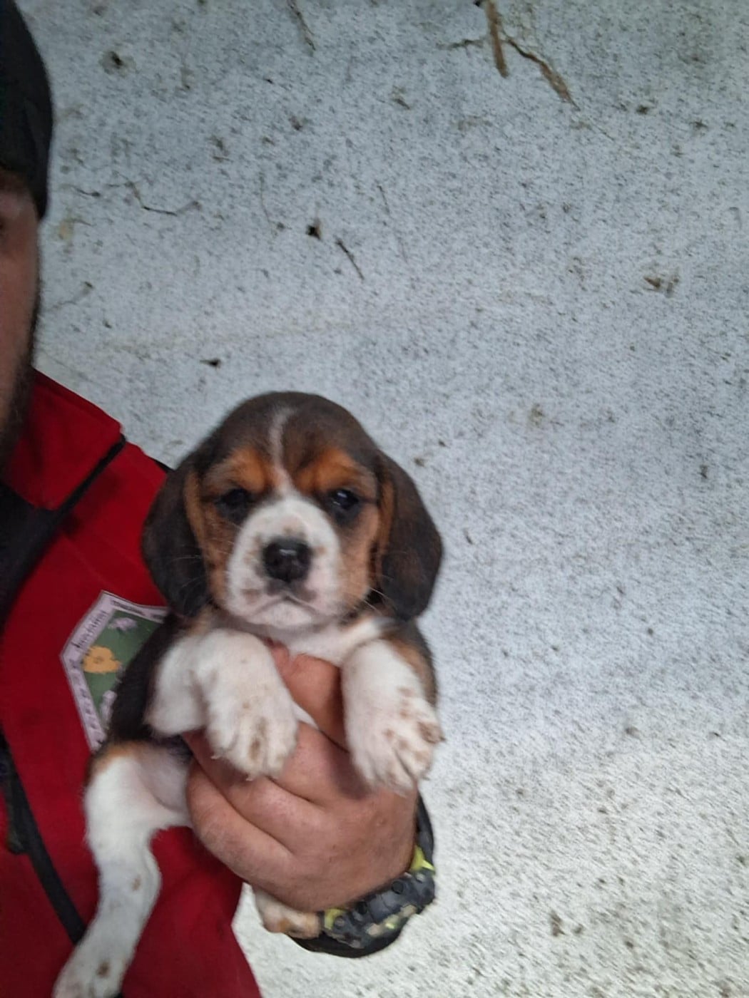 CHIOT 3 - Beagle